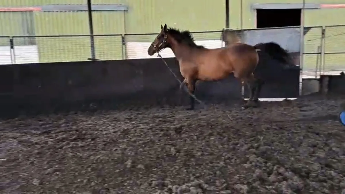 Crystal Oceanía 2yo filly. - Image 3