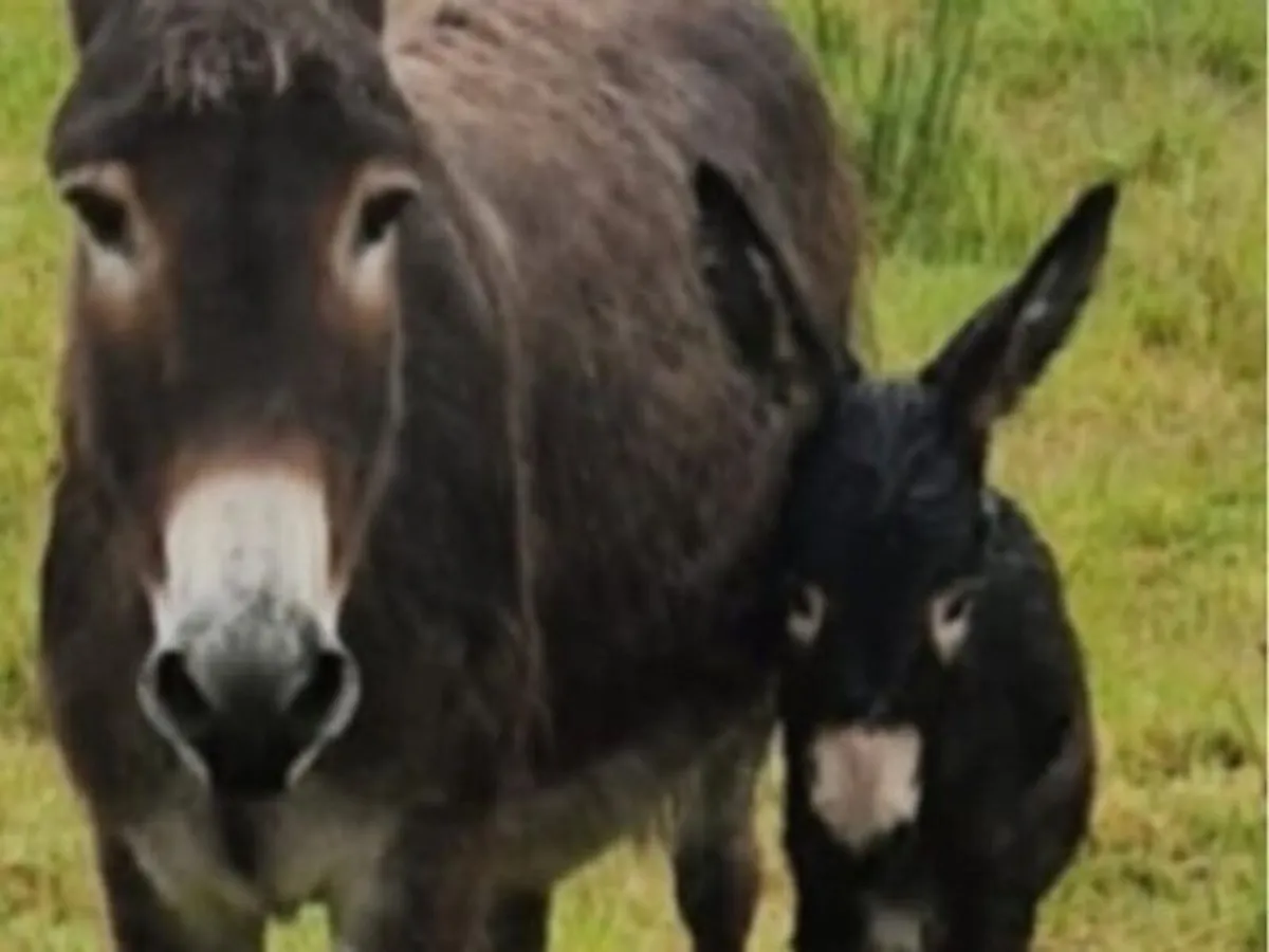 2 donkey for sale