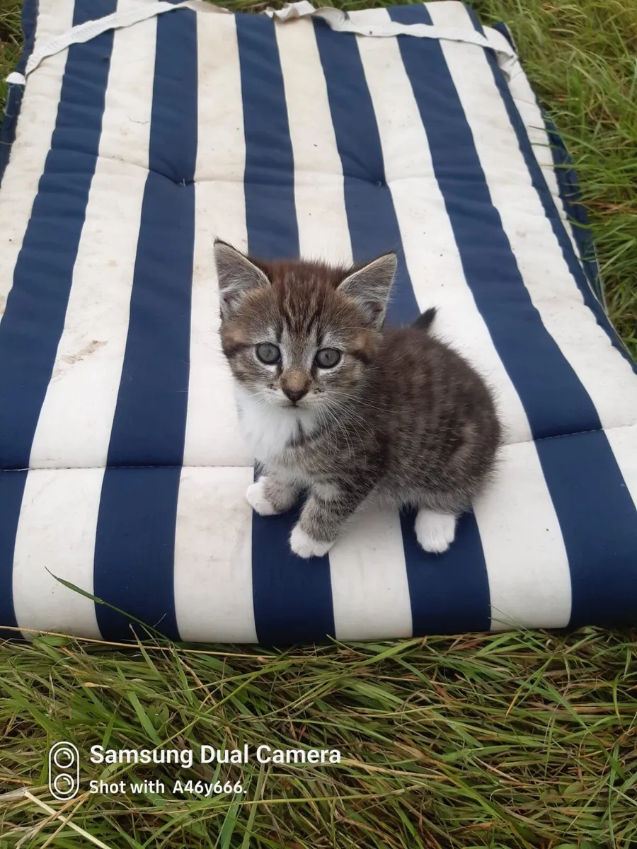 Kittens - Image 2