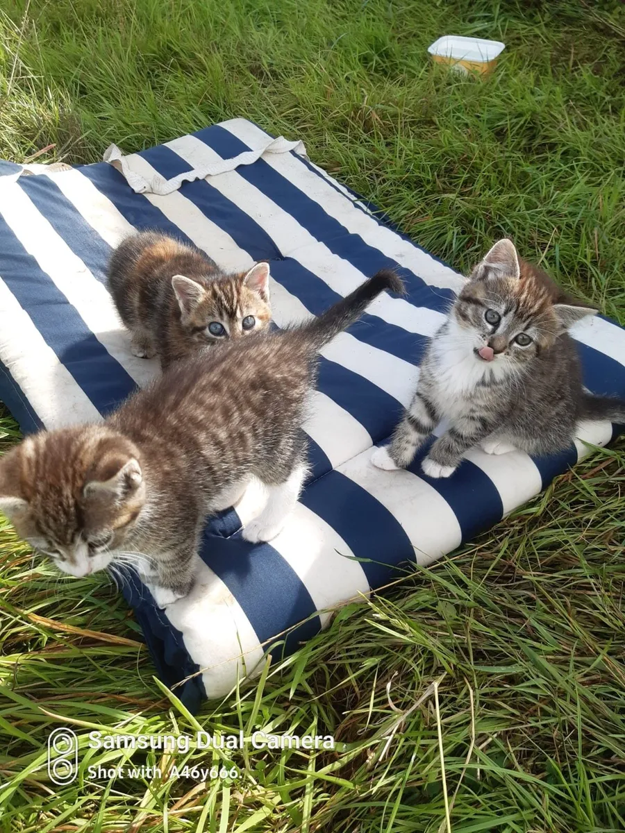 Kittens - Image 3