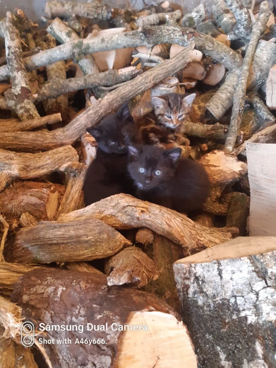 Kittens - Image 4