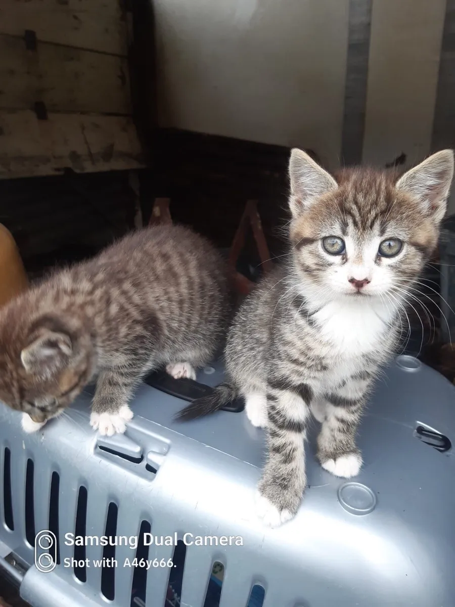 Kittens - Image 1