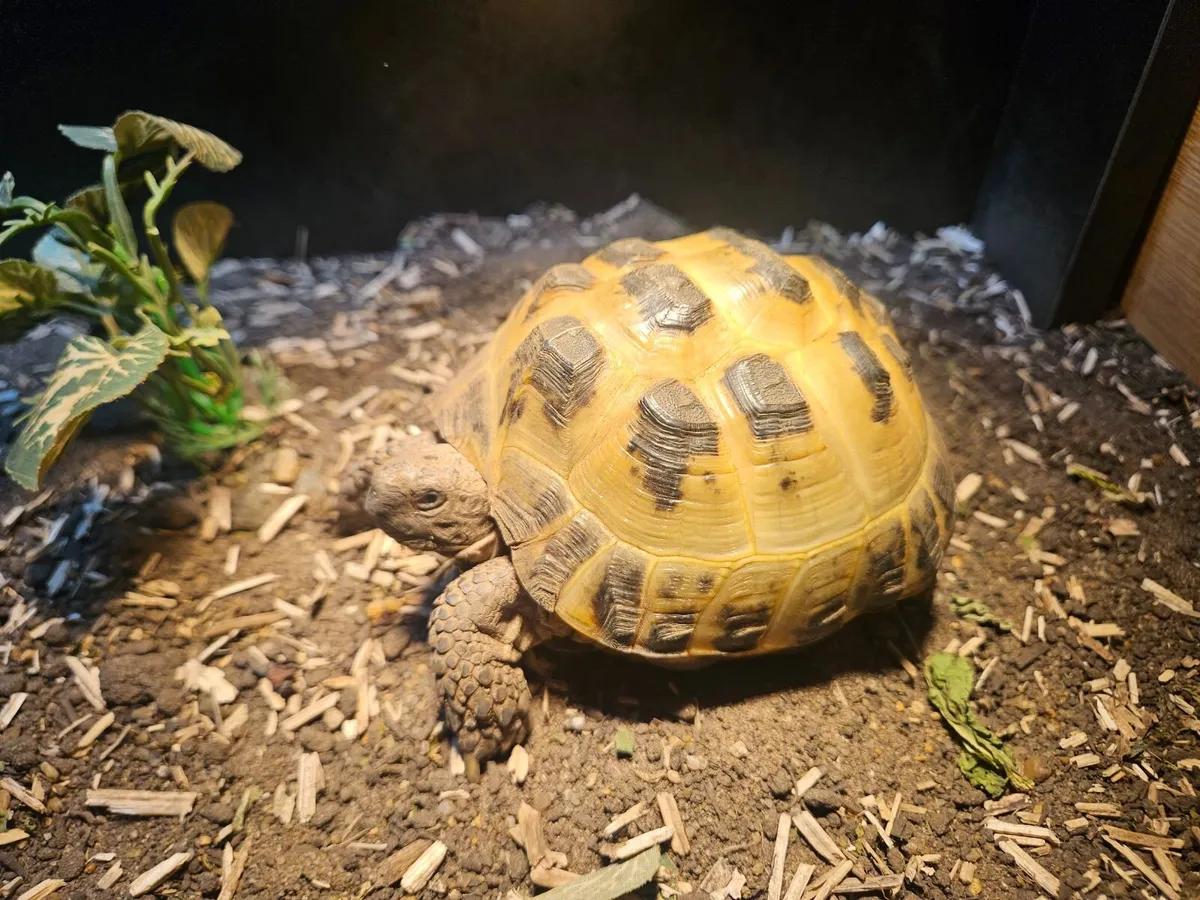 Horsefield Tortoise - Image 1