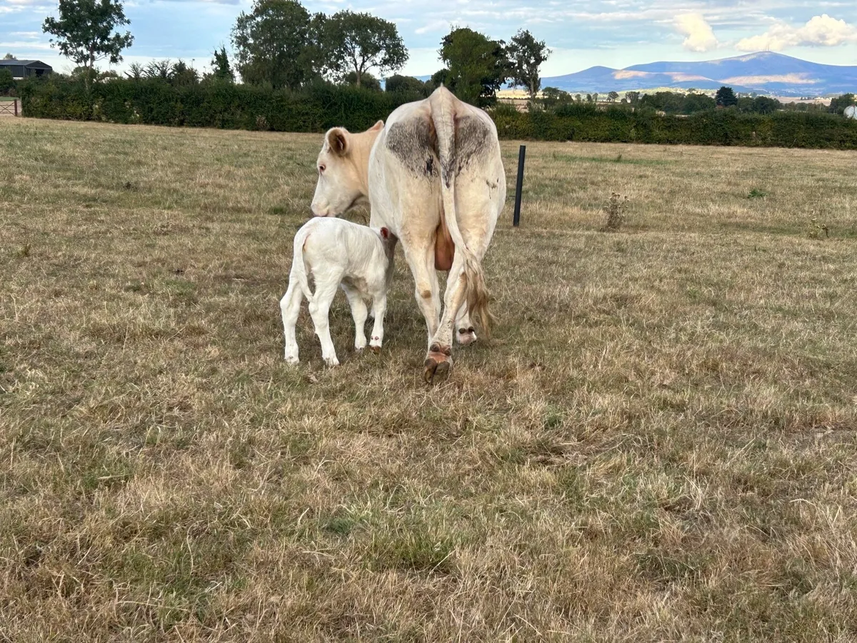 Heifers with calves at foot - Image 2