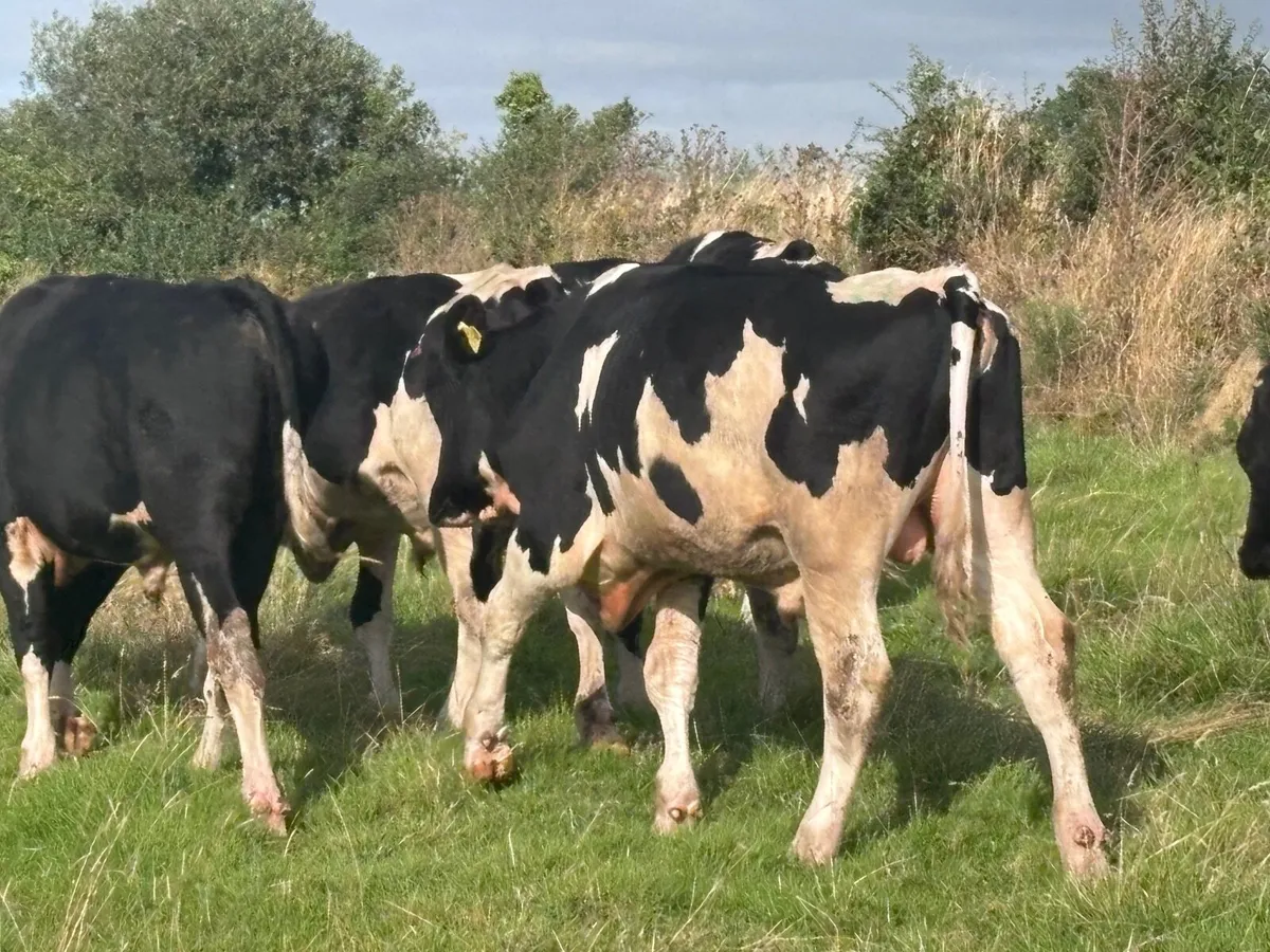 13 AUTUMN BORN FREISAN BULLS FOR SALE - Image 3