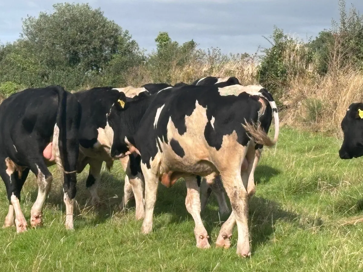13 AUTUMN BORN FREISAN BULLS FOR SALE - Image 4