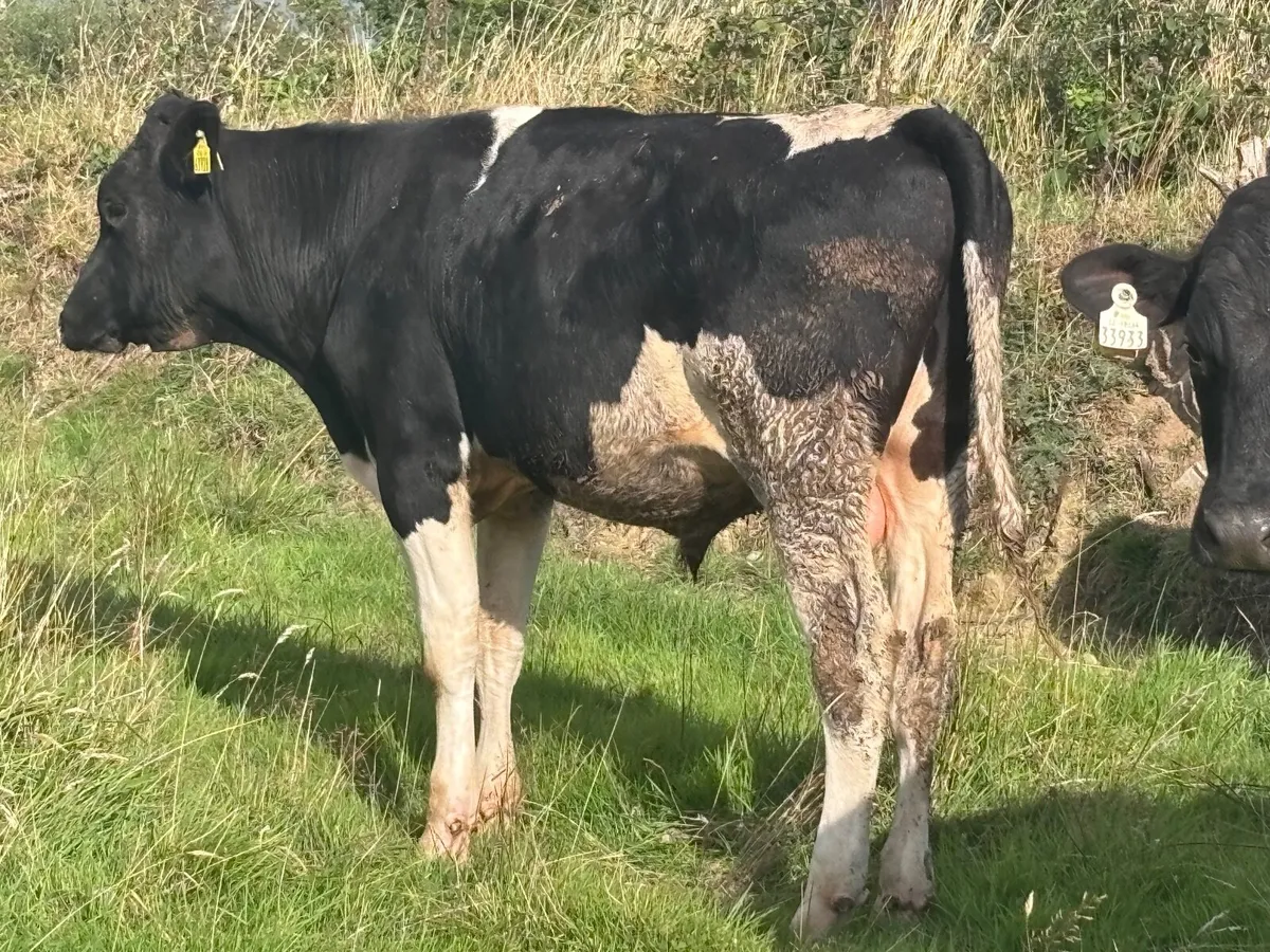 13 AUTUMN BORN FREISAN BULLS FOR SALE - Image 1