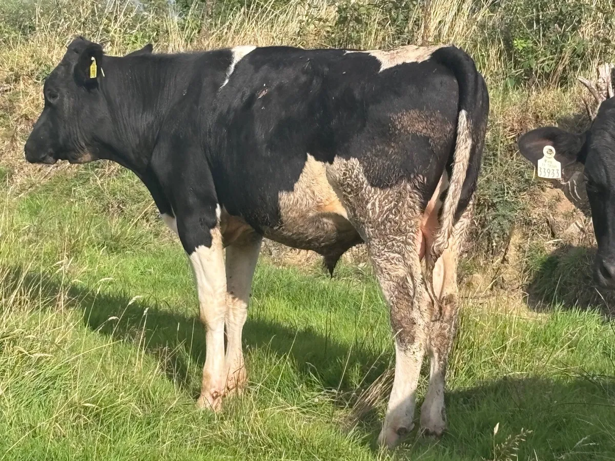 13 AUTUMN BORN FREISAN BULLS FOR SALE - Image 2