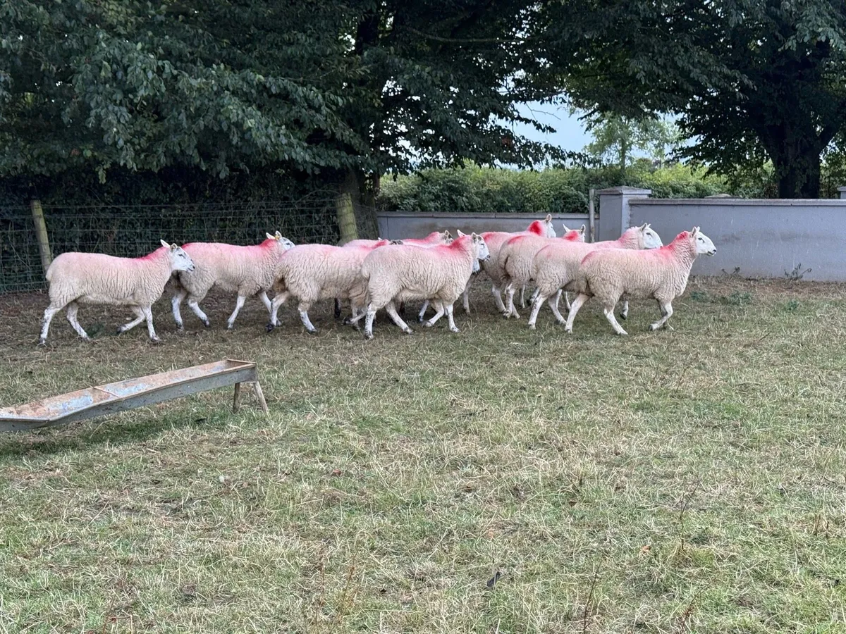 10 Texel X Hoggets - Image 2