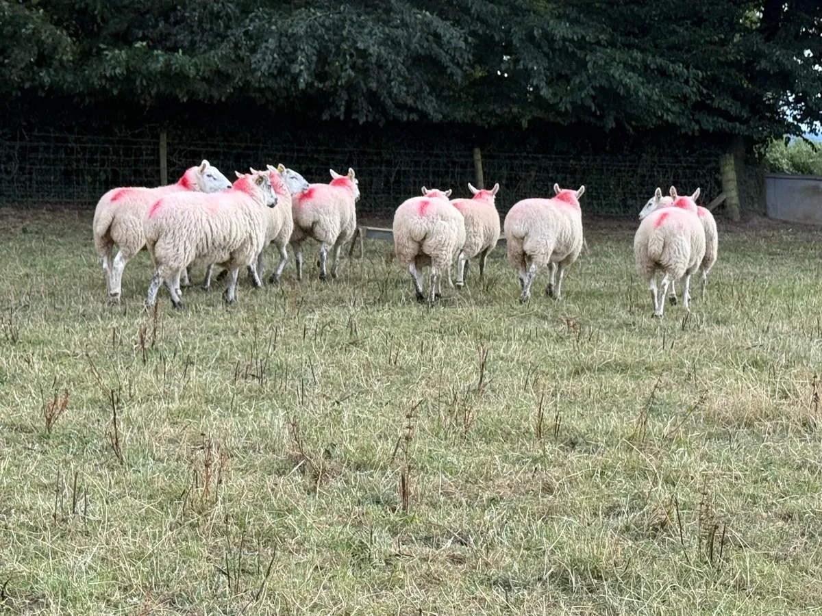10 Texel X Hoggets - Image 4