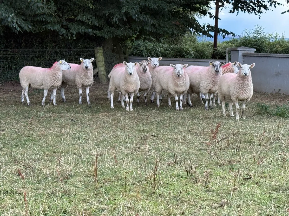 10 Texel X Hoggets - Image 3