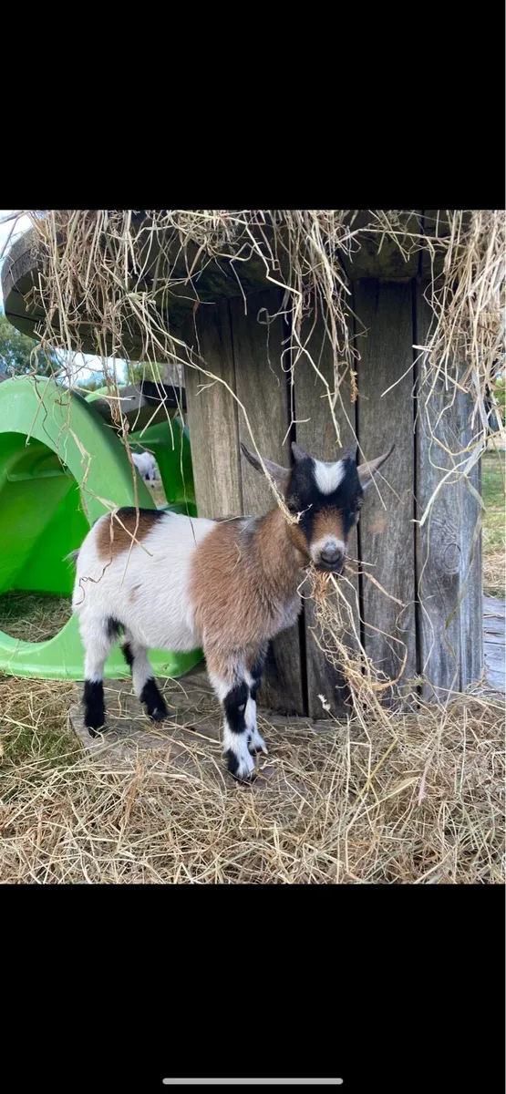 Pygmy Goats - Image 1