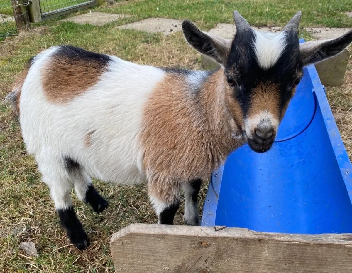 Pygmy Goats - Image 2