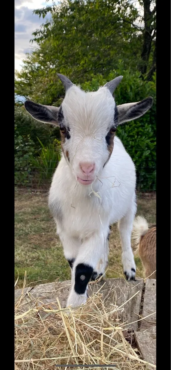 Pygmy Goats - Image 3