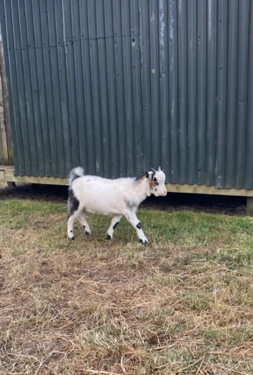 Pygmy Goats - Image 4
