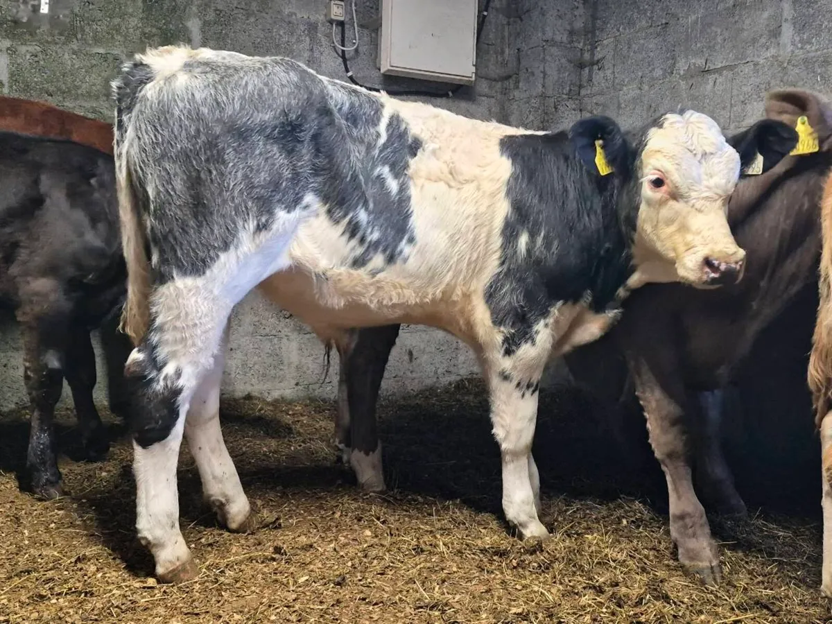 8 Super Bull Weanlings - Image 1