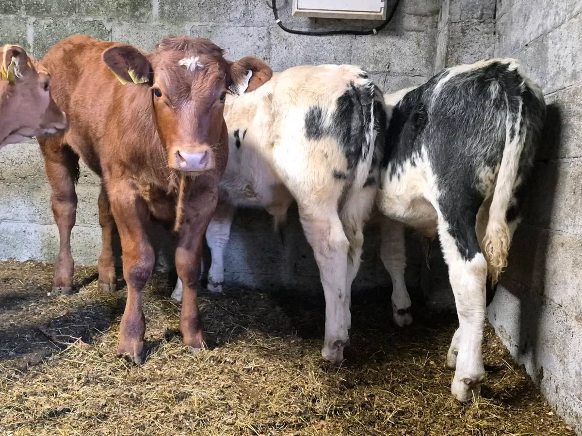 8 Super Bull Weanlings - Image 3