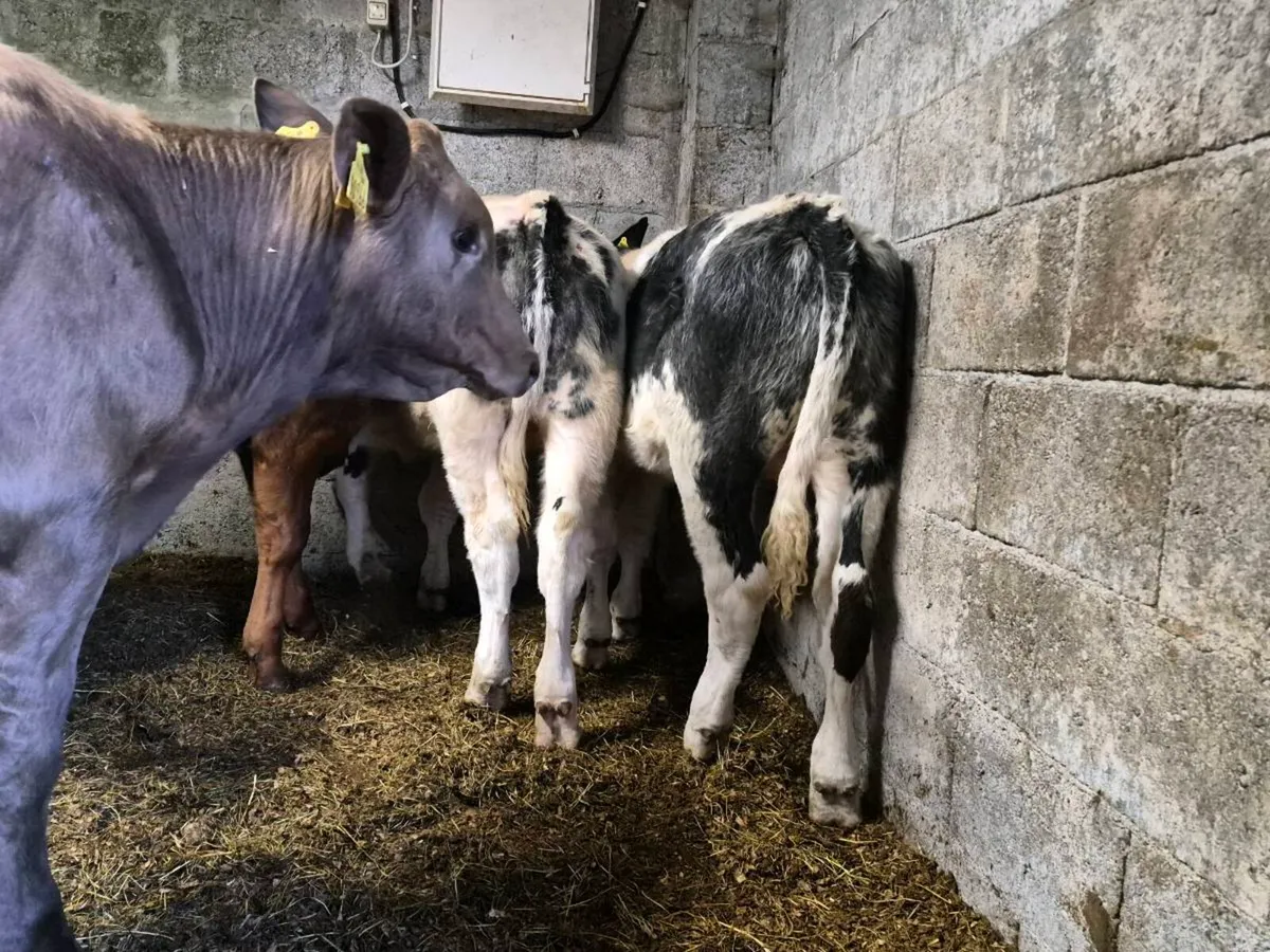 8 Super Bull Weanlings - Image 4