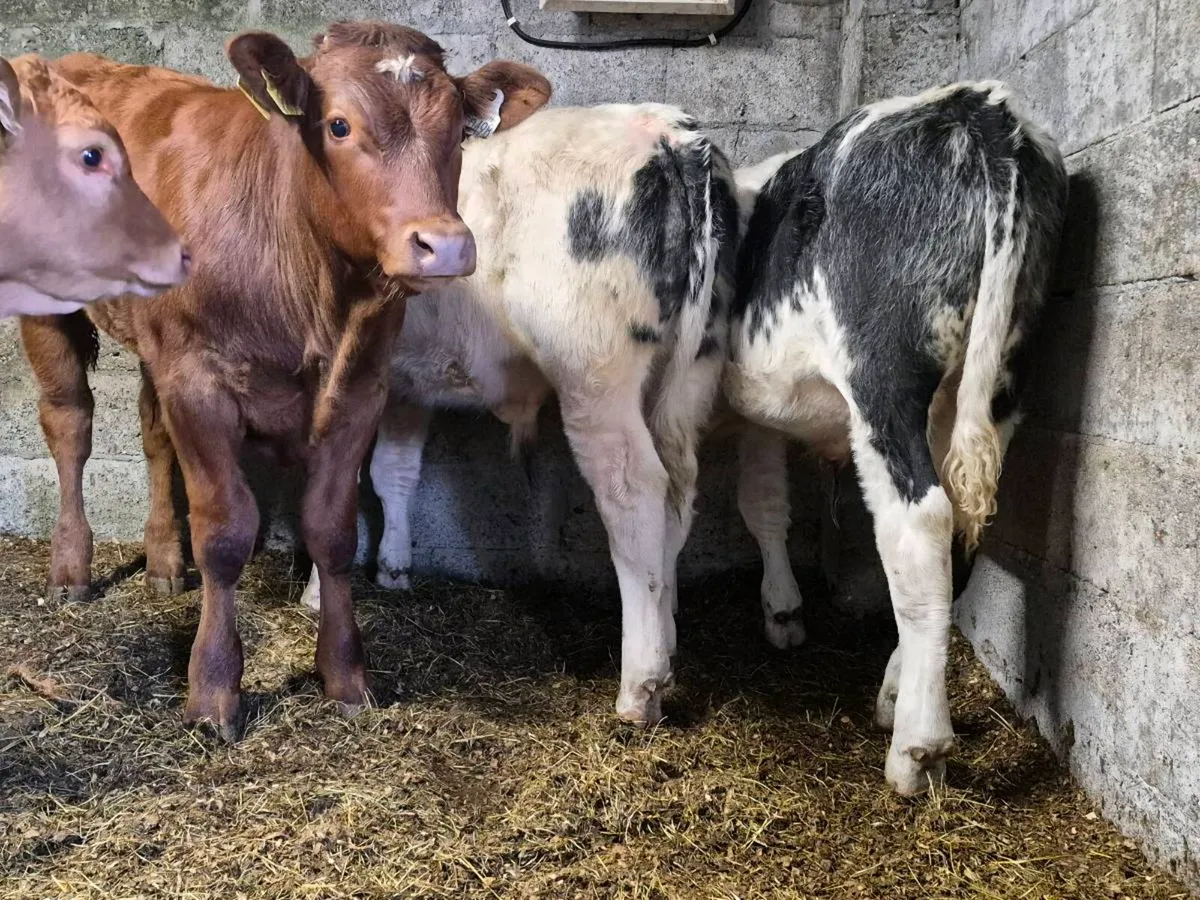 8 Super Bull Weanlings - Image 2