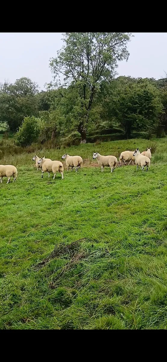 Hoggets - Image 4