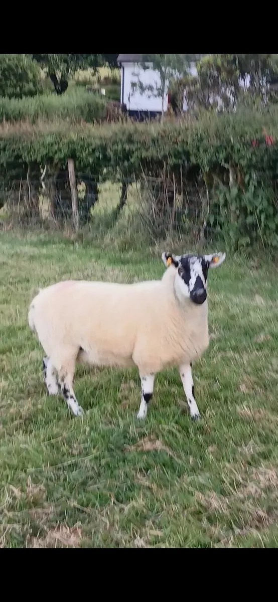 Hoggets - Image 1