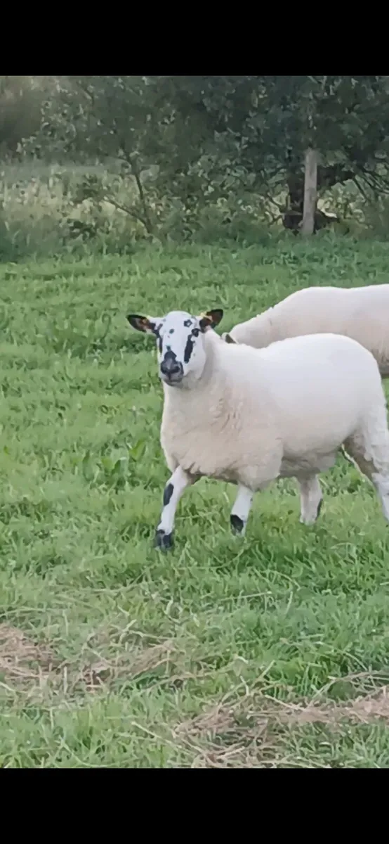 Hoggets - Image 2