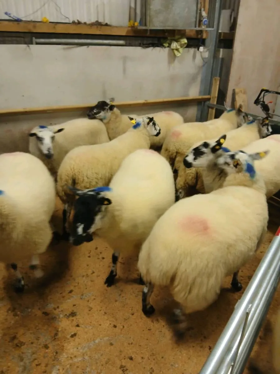 Hoggets - Image 3