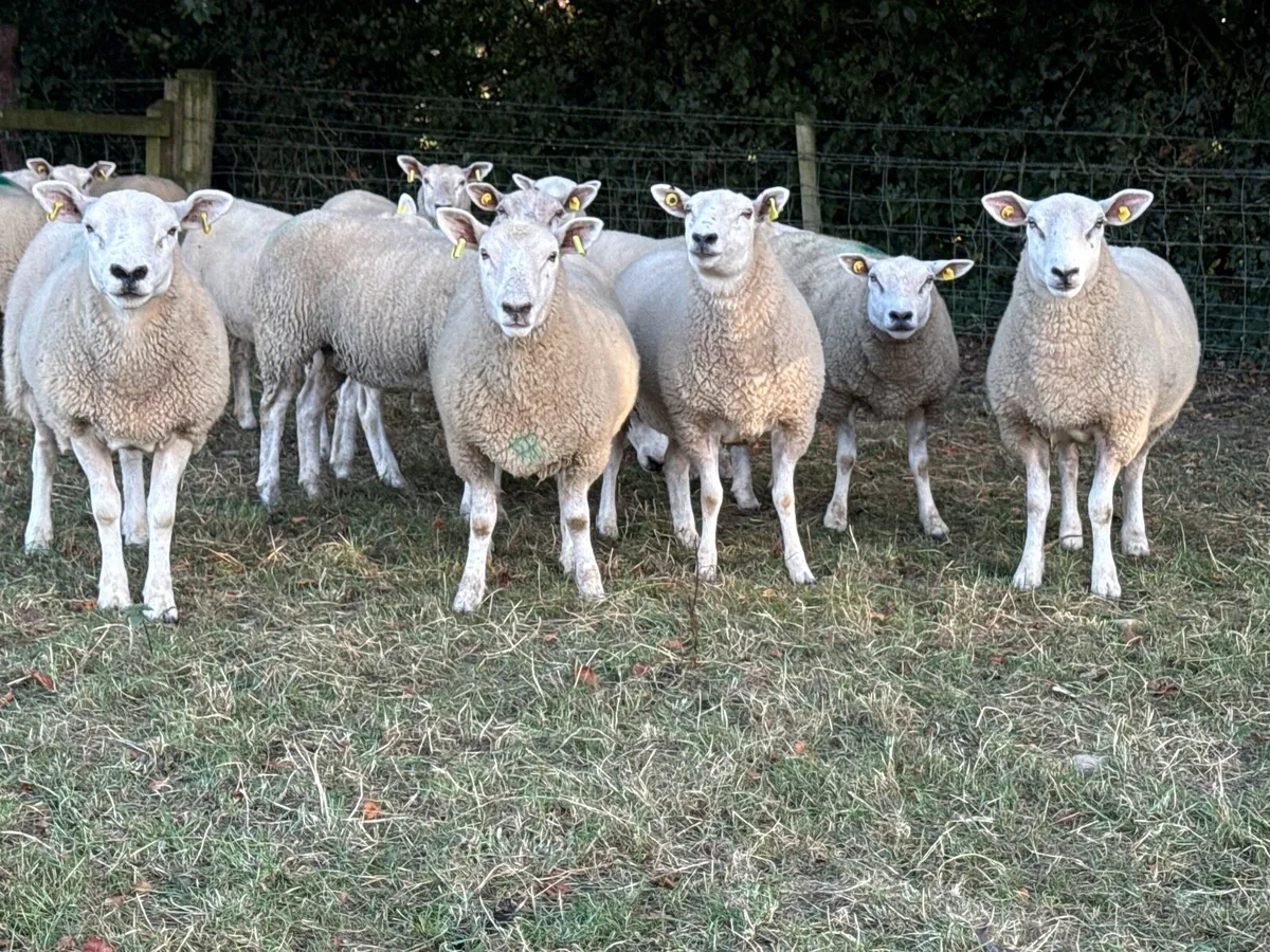 14 Texel Hoggets - Image 2