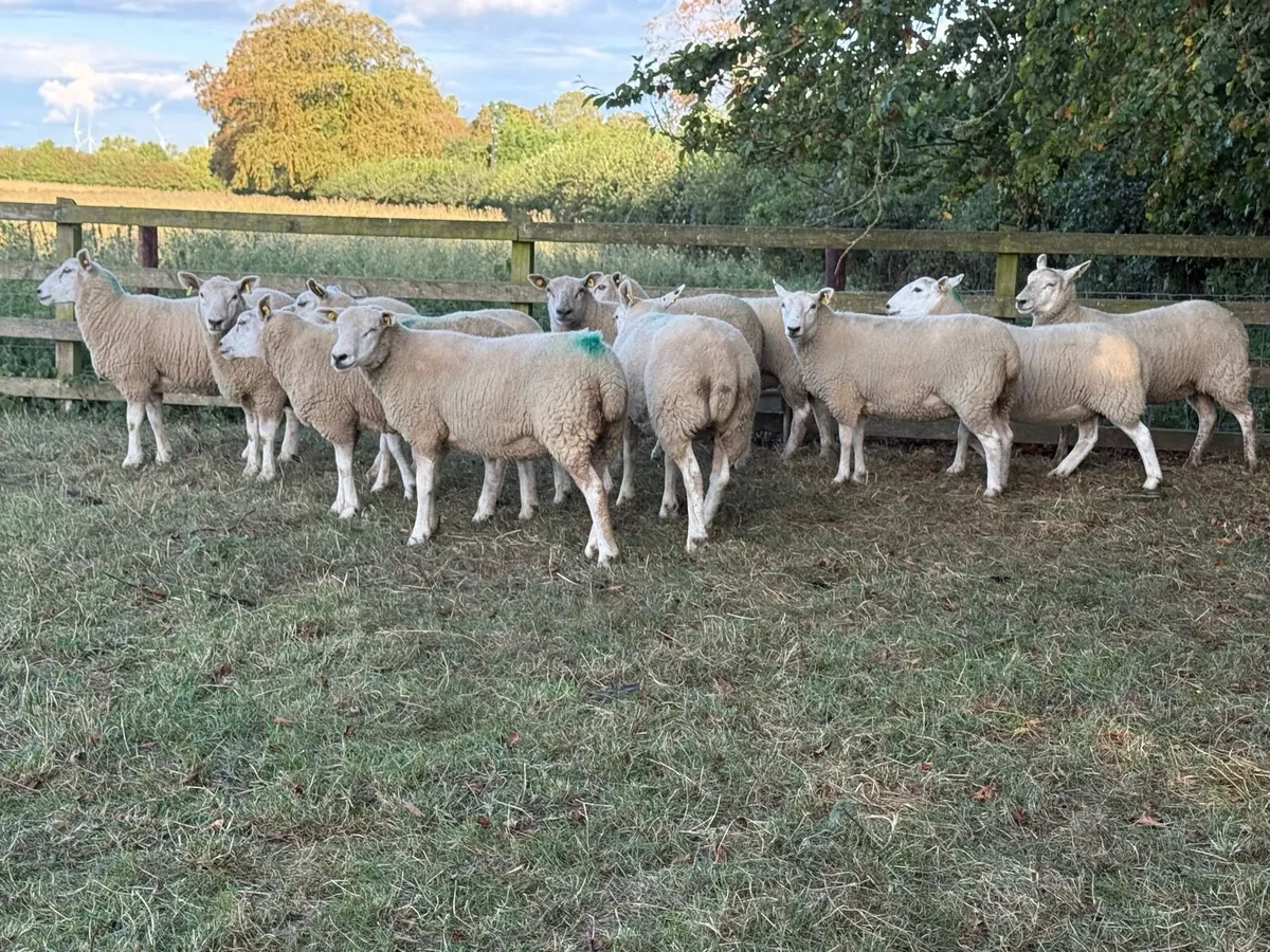 14 Texel Hoggets - Image 3