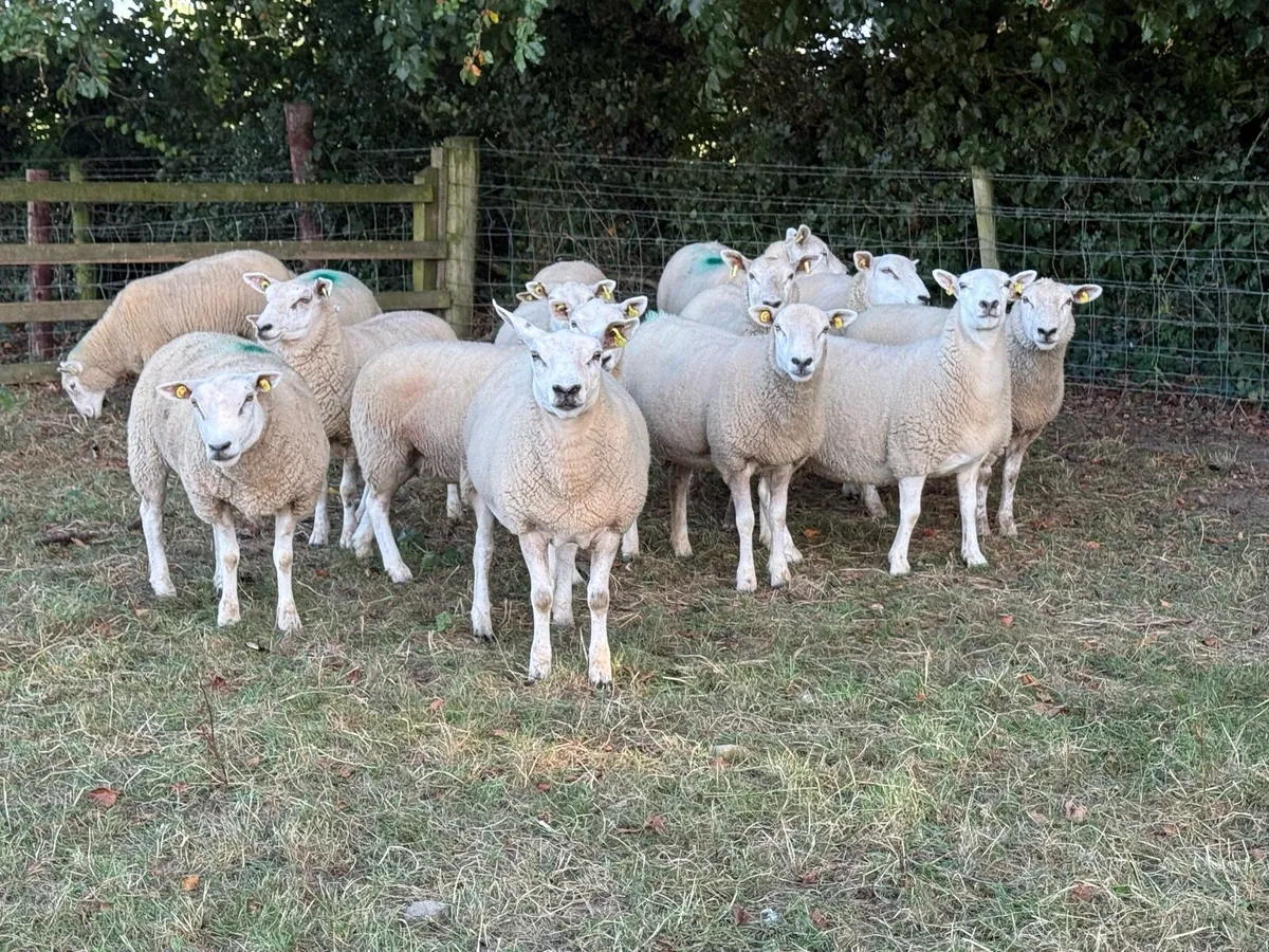 14 Texel Hoggets - Image 4