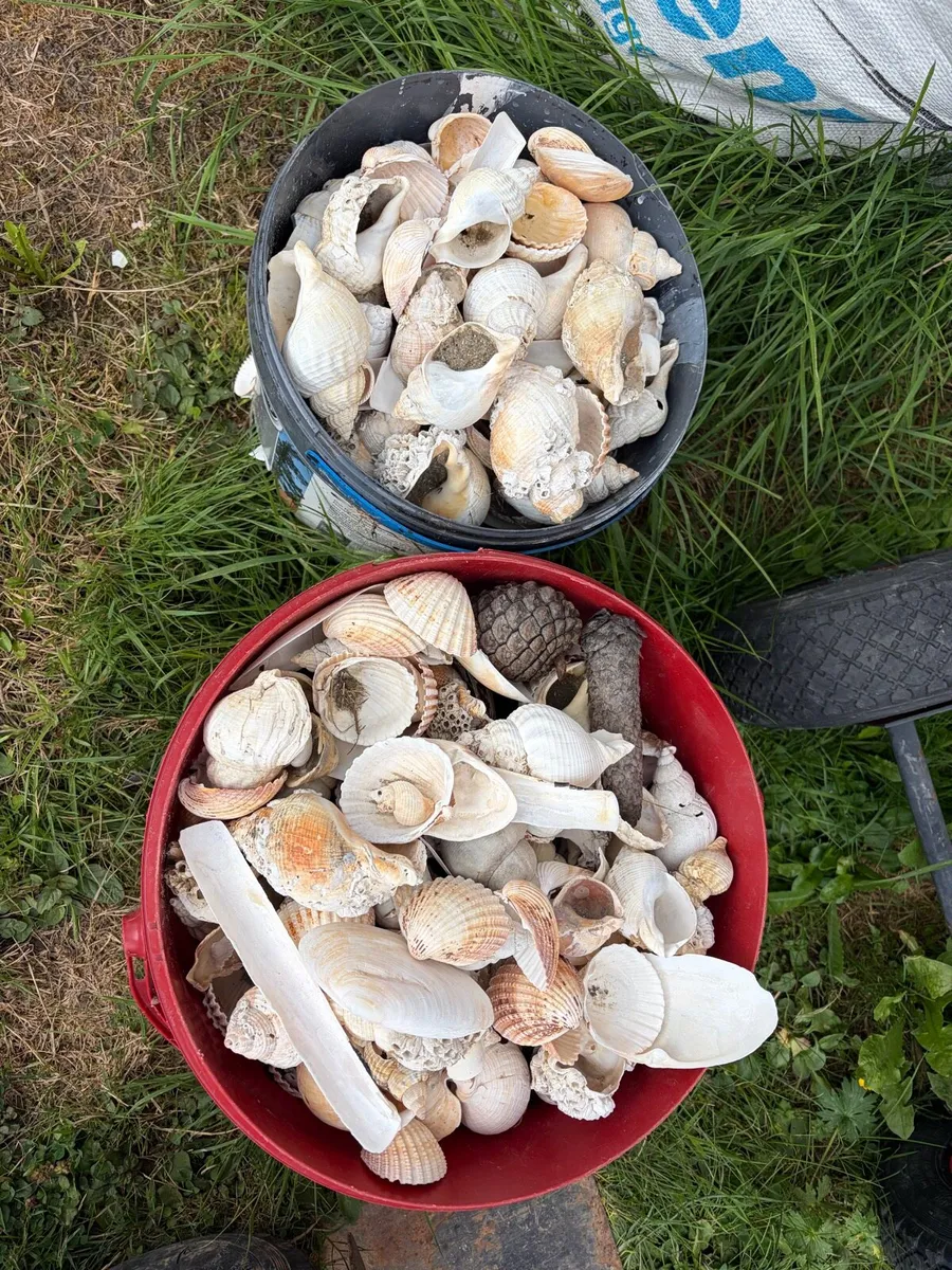 2 sea shell buckets €20