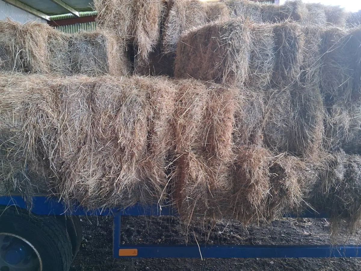 Hay ,square bales - Image 4