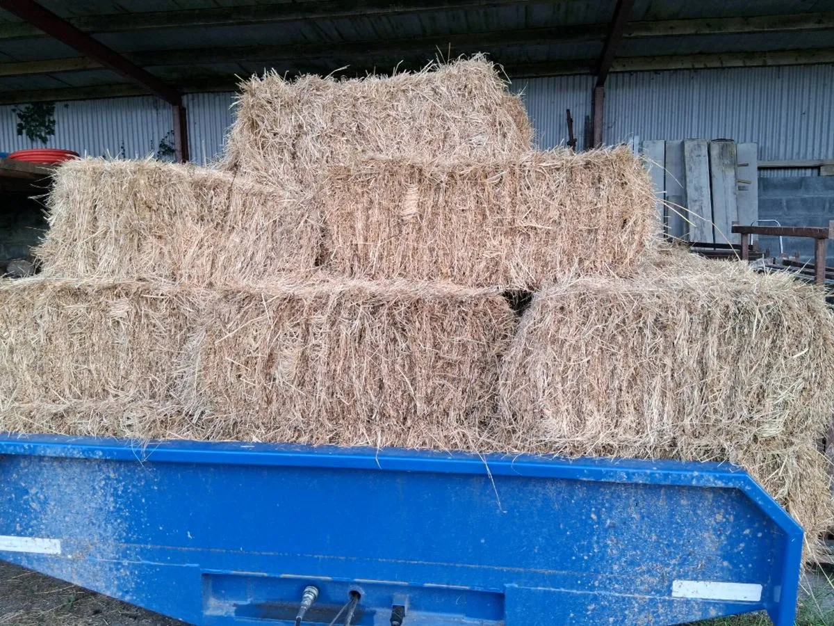 Hay ,square bales - Image 1