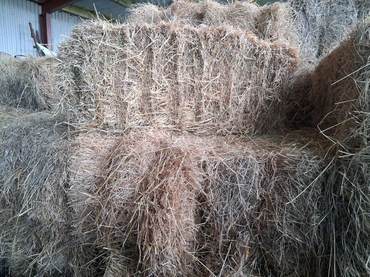 Hay ,square bales - Image 2