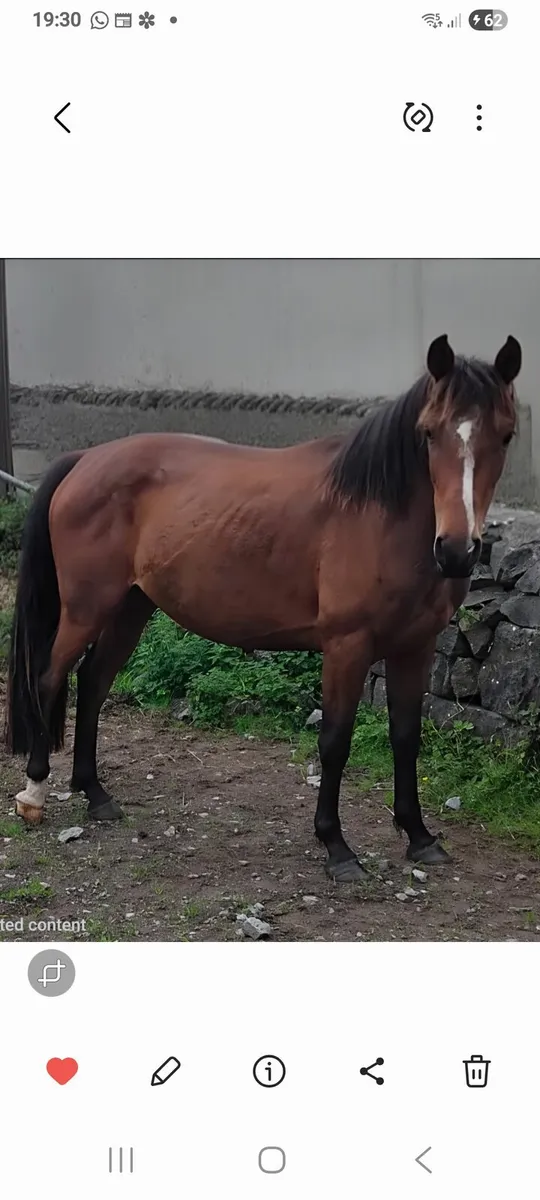 Pony