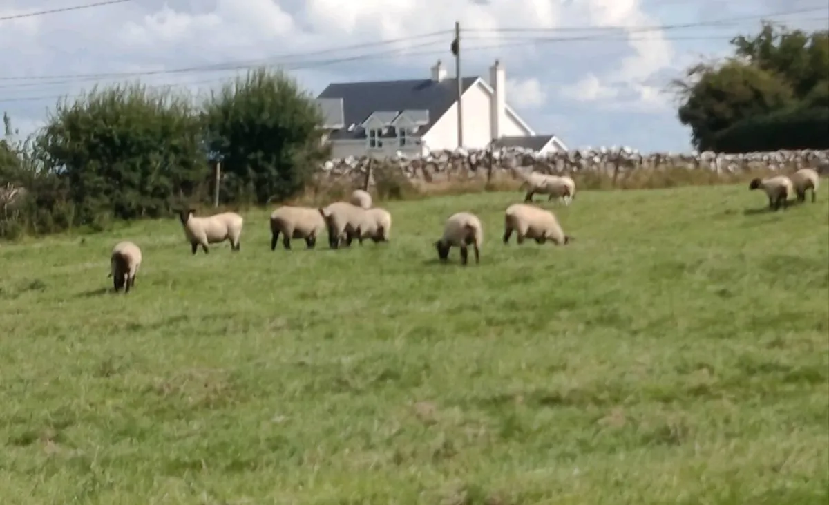 Ewe Hoggets - Image 3
