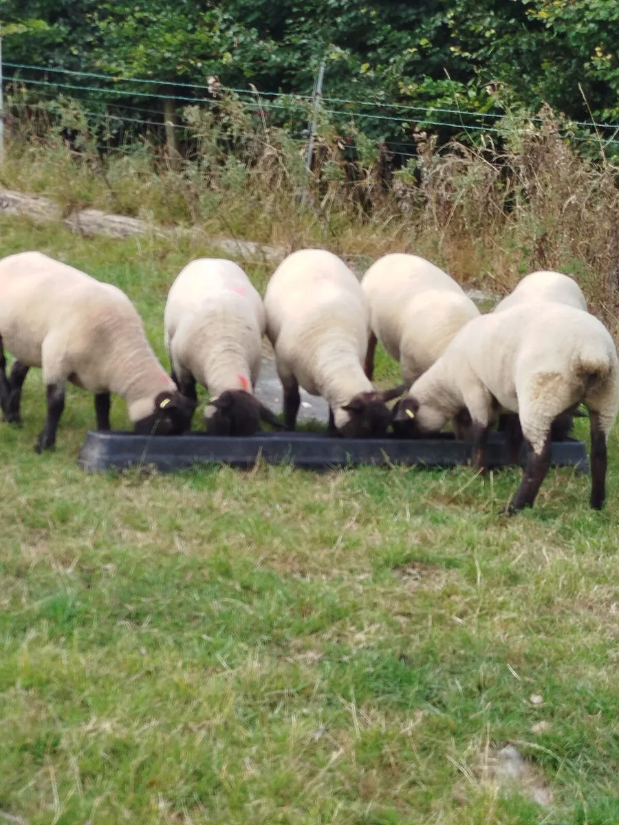 Ewe Hoggets - Image 4