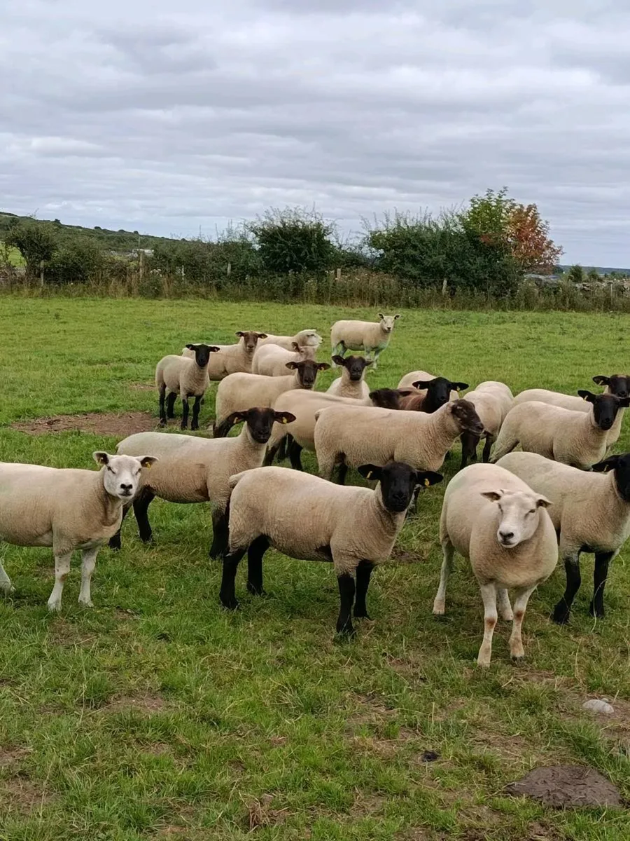Ewe Hoggets - Image 1