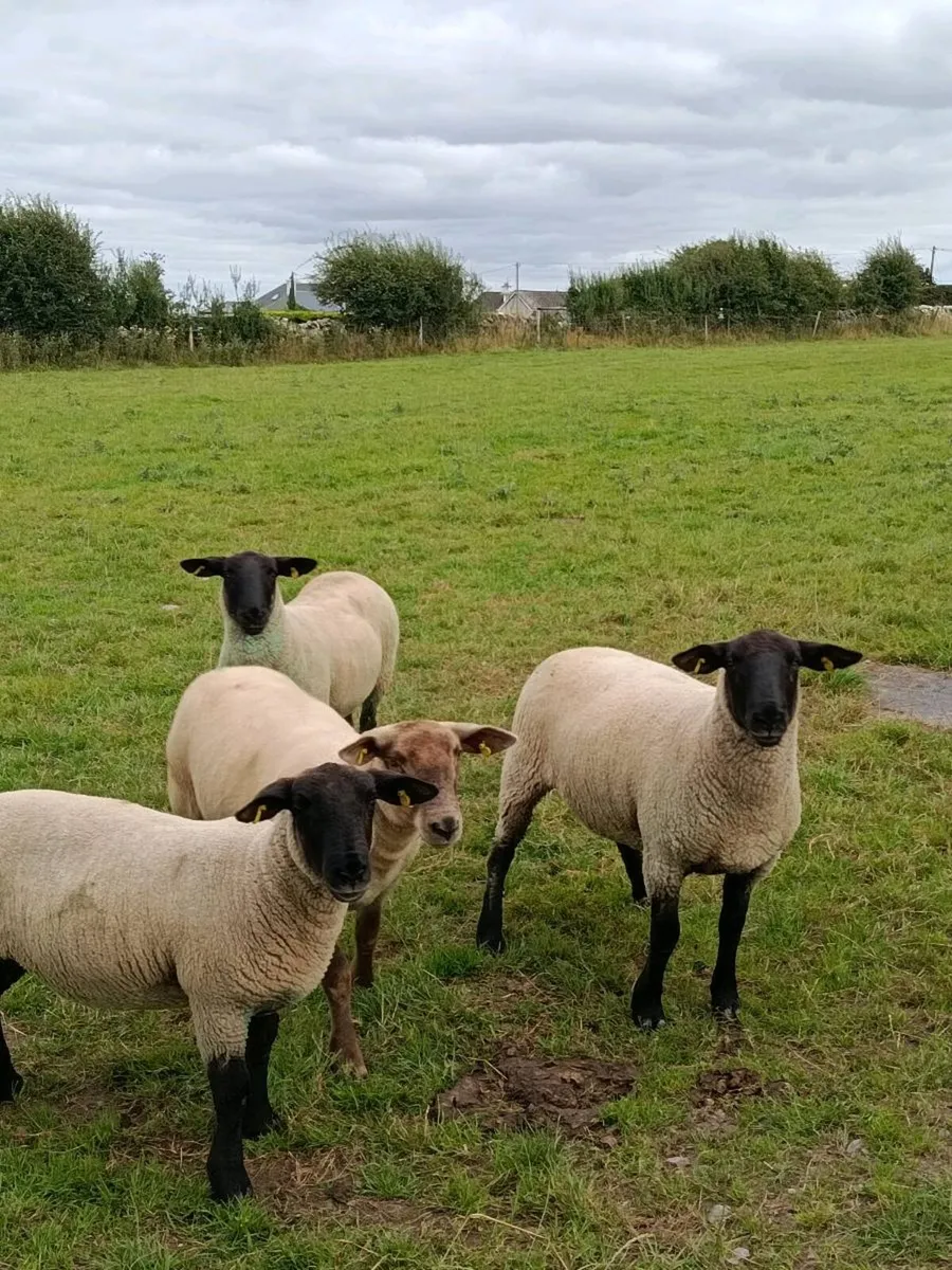 Ewe Hoggets - Image 2