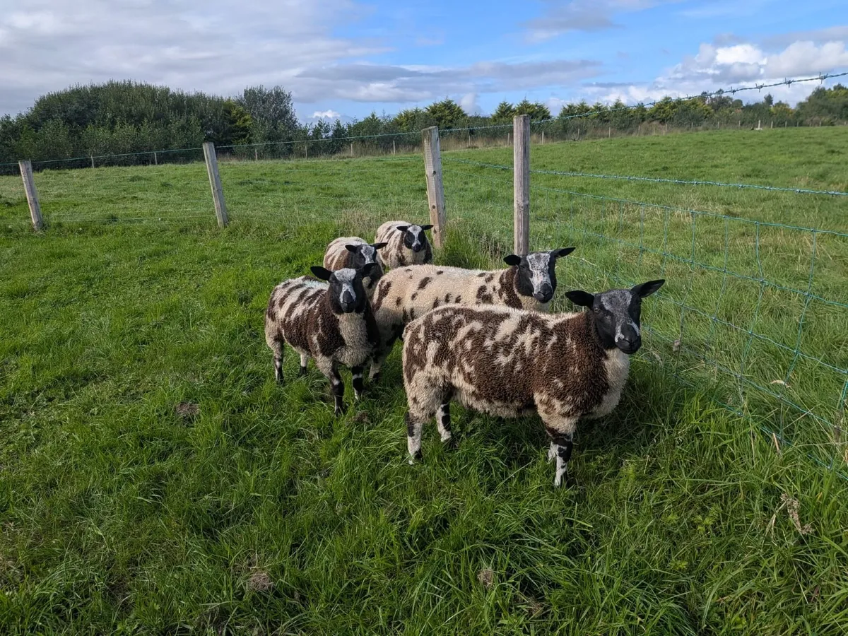 Dutch Spotted Ram Lambs - Image 1