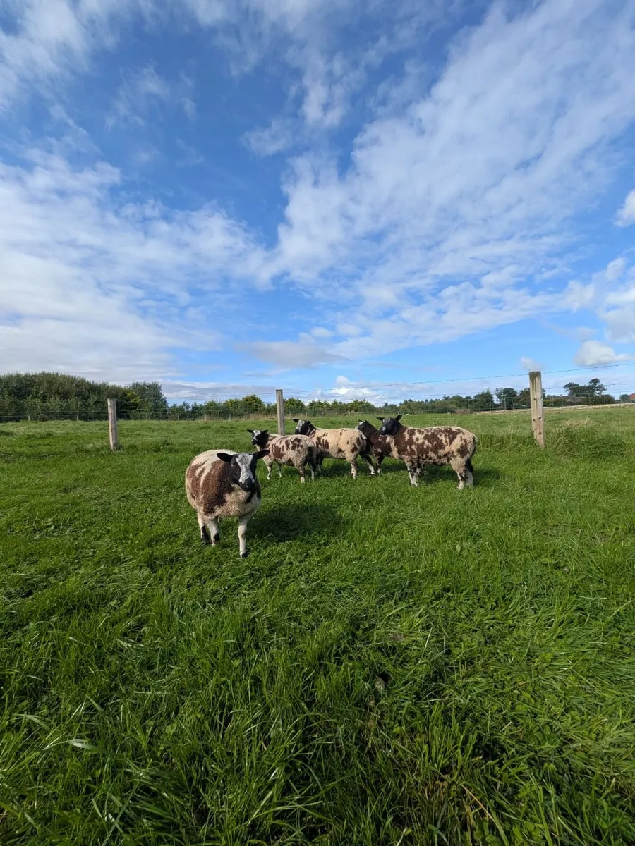 Dutch Spotted Ram Lambs - Image 3