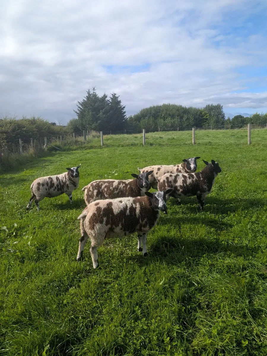Dutch Spotted Ram Lambs - Image 4