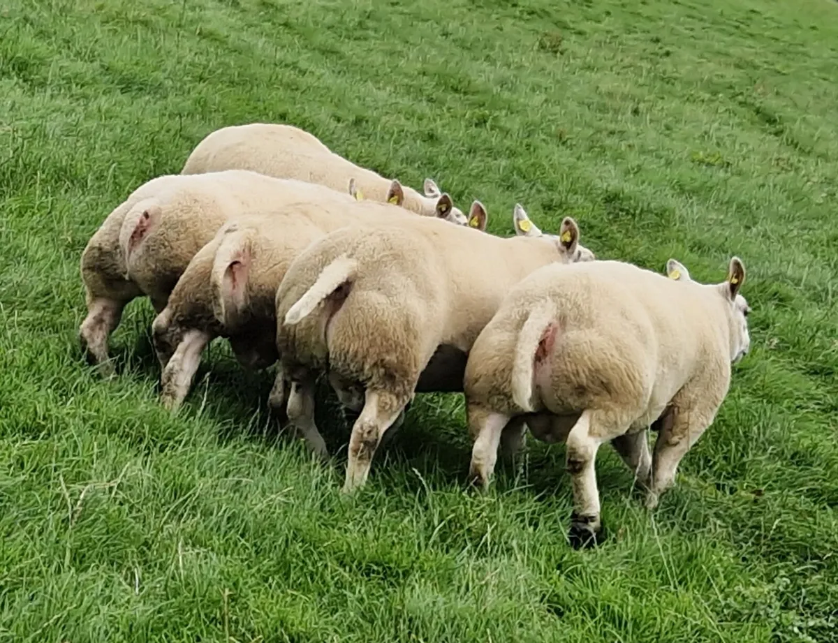 Pedigree Beltex & Charollais/Beltex Rams - Image 1