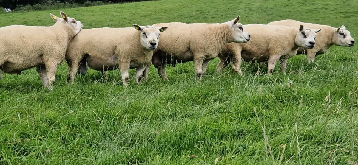 Pedigree Beltex & Charollais/Beltex Rams - Image 2