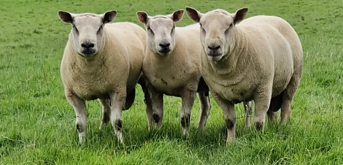Pedigree Beltex & Charollais/Beltex Rams - Image 3