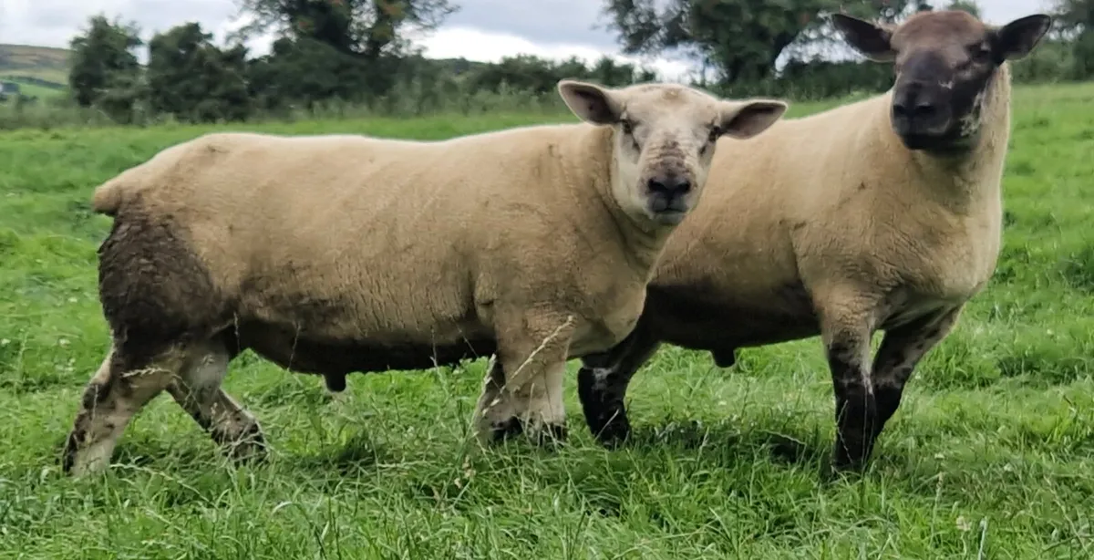 Pedigree Beltex & Charollais/Beltex Rams - Image 4