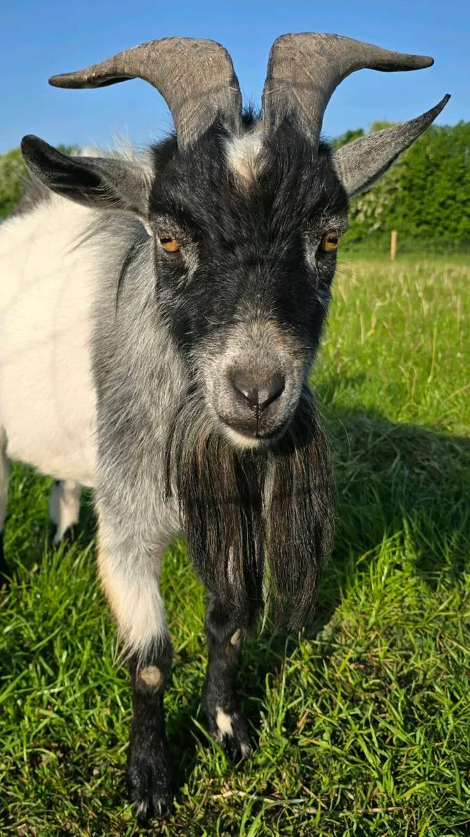 male pygmy goat - Image 1