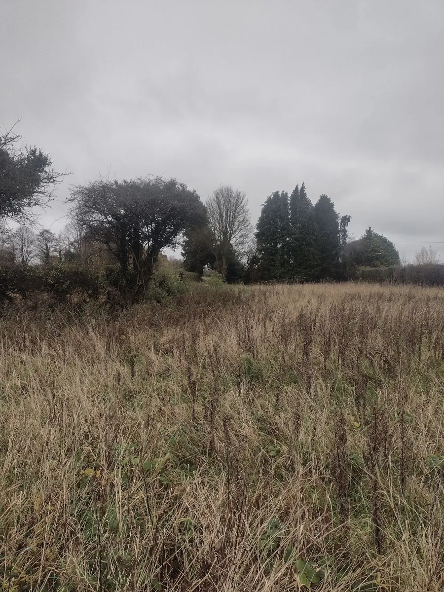 Trees for sale for firewood- approx 30 trees - Image 4