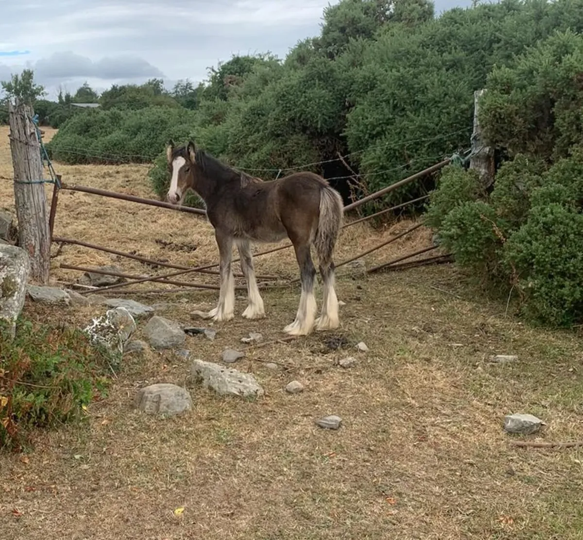 Colts for sale - Image 1