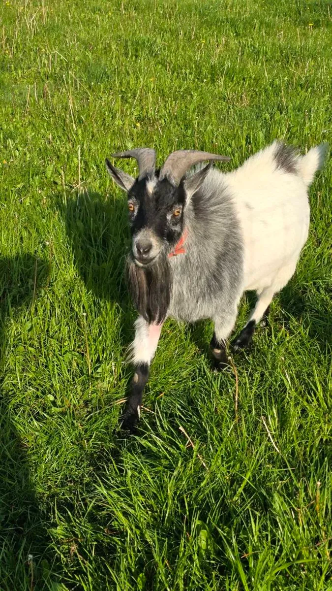 male pygmy goat - Image 2